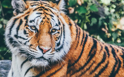 Kids Ask Questions About Jesus and Tigers: How Do You Answer Them?