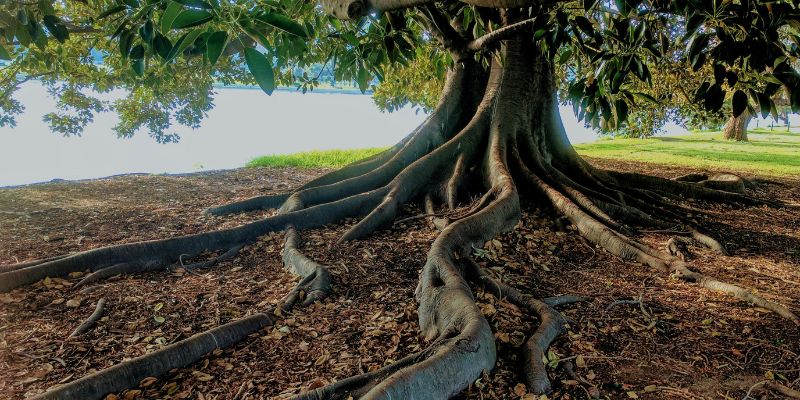 Gospel transformation symbolized by rooted tree